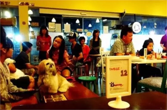 萌宠主题餐厅—DoggiestyleCafé